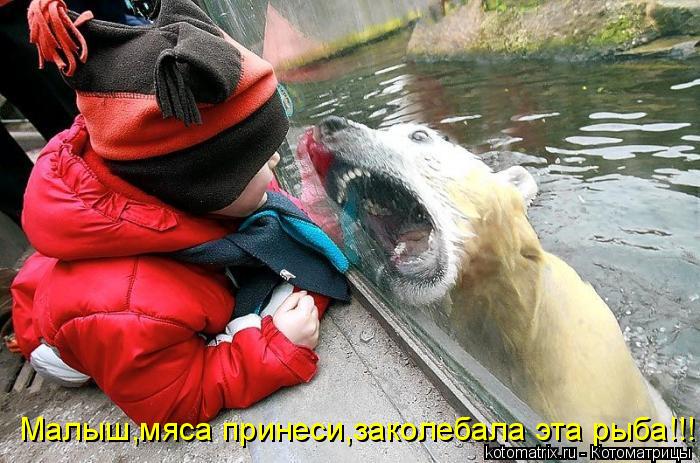 Котоматрица: Малыш,мяса принеси,заколебала эта рыба!!!