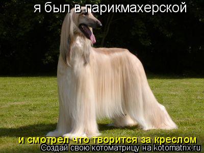 Котоматрица: я был в парикмахерской и смотрел что творится за креслом