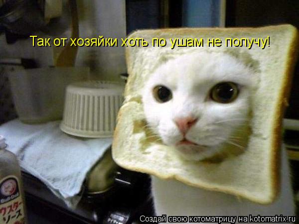 Котоматрица: Так от хозяйки хоть по ушам не получу!