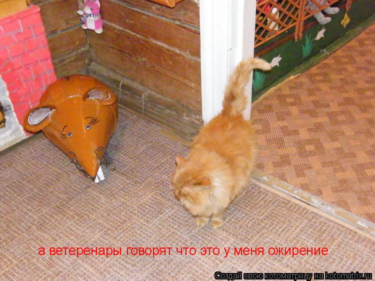 Котоматрица: а ветеренары говорят что это у меня ожирение
