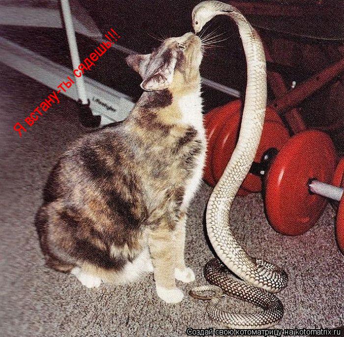 Котоматрица: Я встану-ты сядешь!!!