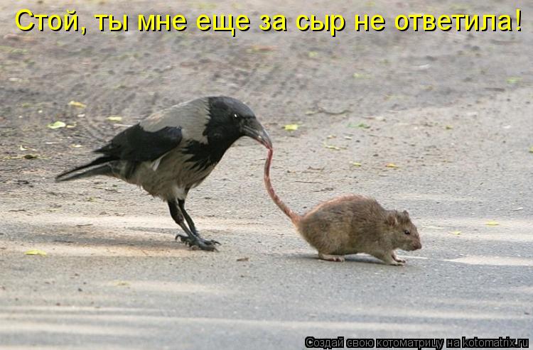 Котоматрица: Стой, ты мне еще за сыр не ответила!