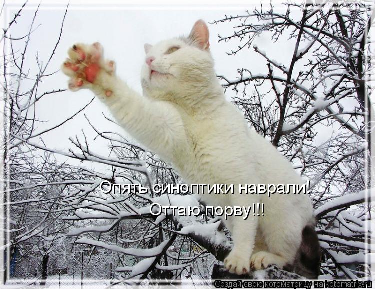 Котоматрица: Опять синоптики наврали! Оттаю,порву!!!