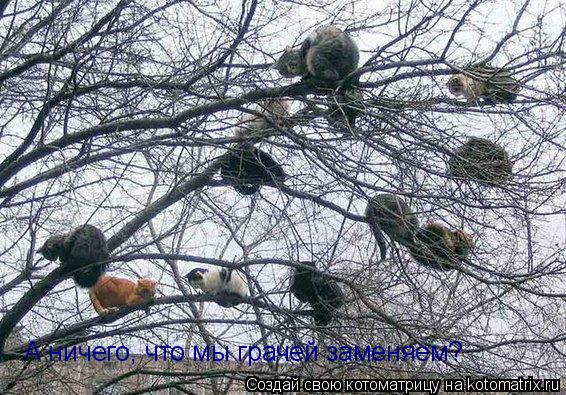 Котоматрица: А ничего, что мы грачей заменяем?