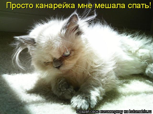 Котоматрица: Просто канарейка мне мешала спать!