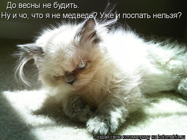 Котоматрица: До весны не будить. Ну и чо, что я не медведь? Уже и поспать нельзя?