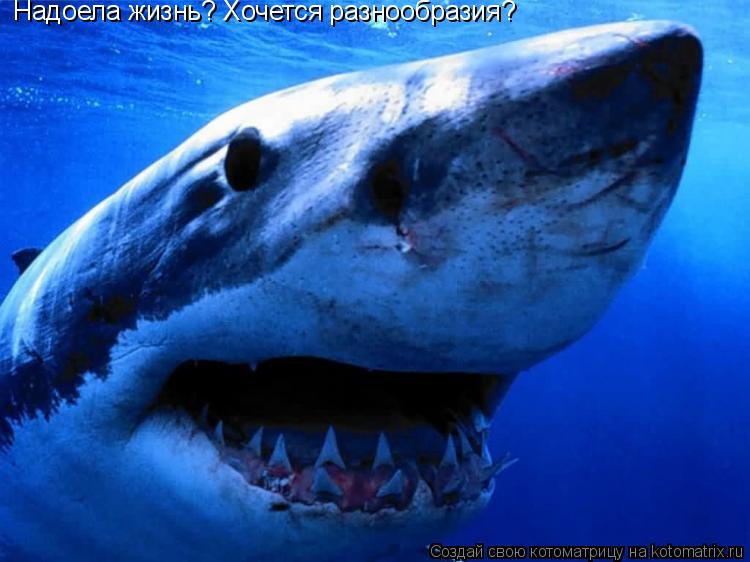 Котоматрица: Надоела жизнь? Хочется разнообразия?
