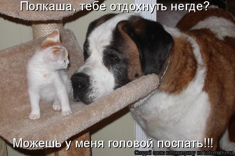 Котоматрица: Полкаша, тебе отдохнуть негде? Можешь у меня головой поспать!!!