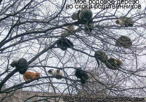 Котоматрица: моё родовое дерево во скока родственников