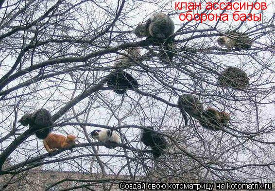 Котоматрица: клан ассасинов оборона базы