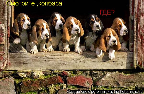Котоматрица: Смотрите ,колбаса! ГДЕ?