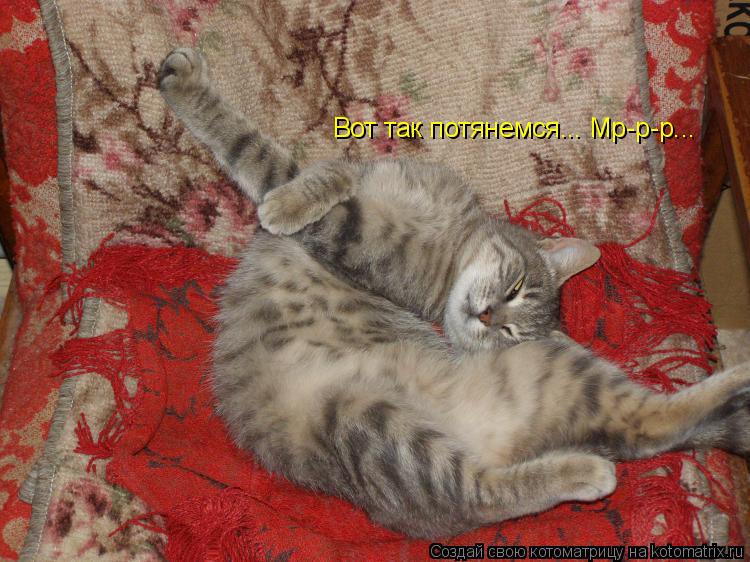 Котоматрица: Вот так потянемся... Мр-р-р...