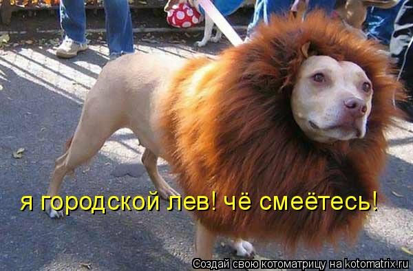 Котоматрица: я городской лев! чё смеётесь!
