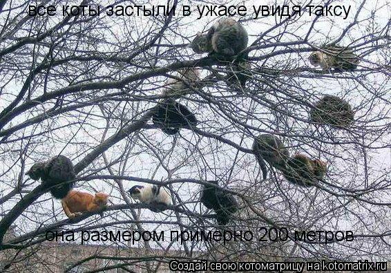 Котоматрица: все коты застыли в ужасе увидя таксу она размером примерно 200 метров