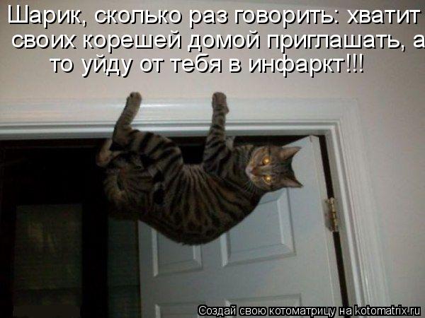 Котоматрица: Шарик, сколько раз говорить: хватит то уйду от тебя в инфаркт!!!  своих корешей домой приглашать, а