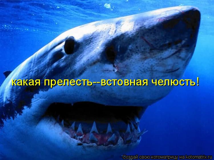 Котоматрица: какая прелесть--встовная челюсть!