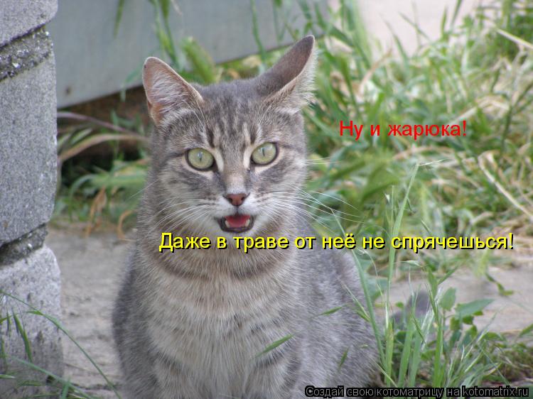 Котоматрица: Ну и жарюка! Даже в траве от неё не спрячешься!