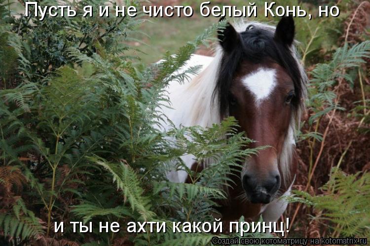 Котоматрица: и ты не ахти какой принц! Пусть я и не чисто белый Конь, но