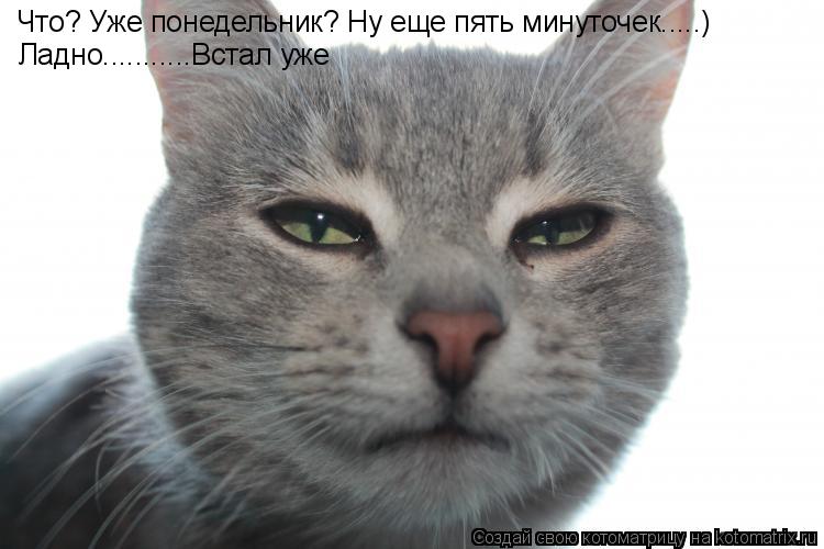 Котоматрица: Что? Уже понедельник? Ну еще пять минуточек.....) Ладно...........Встал уже