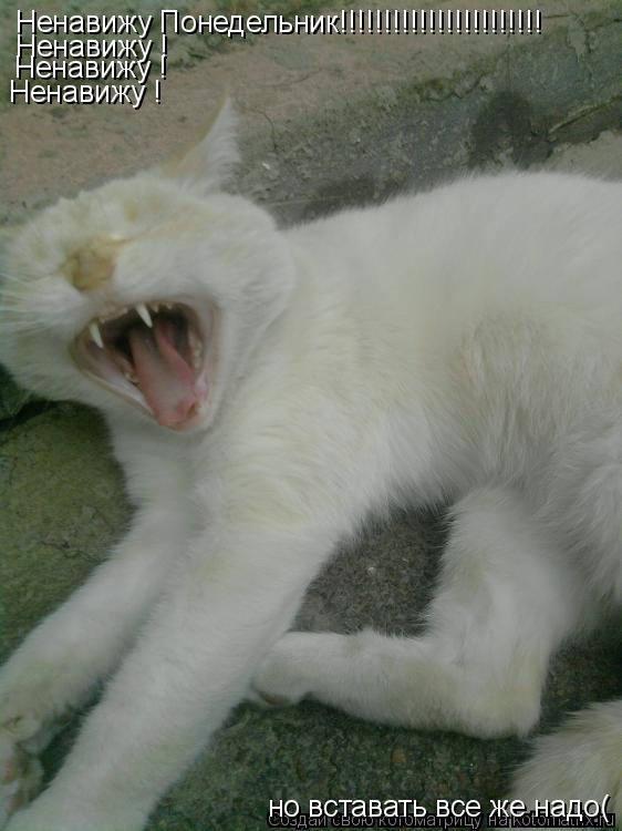 Котоматрица: Ненавижу Понедельник!!!!!!!!!!!!!!!!!!!!!!! Ненавижу ! Ненавижу ! Ненавижу ! но вставать все же надо(