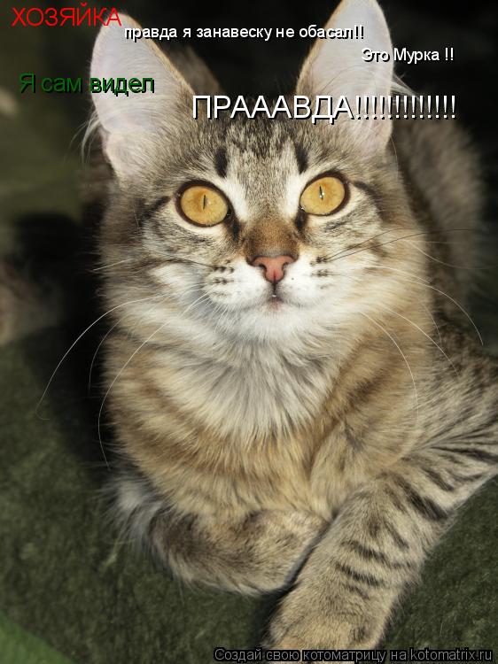 Котоматрица: ХОЗЯЙКА правда я занавеску не обасал!! Это Мурка !! Я сам видел ПРАААВДА!!!!!!!!!!!!!