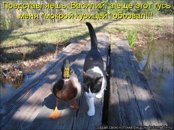 меня *мокрой курицей* обозвал!!! Представляешь, Василий, а еще этот гусь... Котоматрица: меня *мокрой курицей* обозвал!!! Представляешь, Василий, а еще этот гусь