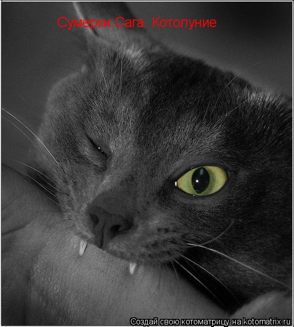 Сумерки.Сага. Котолуние... Котоматрица: Сумерки.Сага. Котолуние
