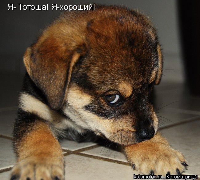 Я- Тотоша! Я-хороший!... Котоматрица: Я- Тотоша! Я-хороший!