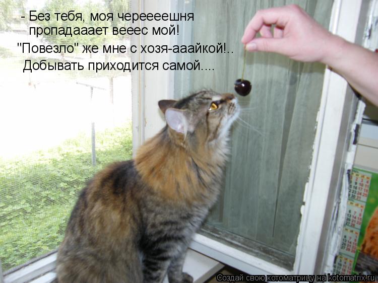 - Без тебя, моя череееешня "Повезло" же мне с хозя-ааайкой!.. Добывать приходится самой.... пропадааа... Котоматрица: - Без тебя, моя череееешня "Повезло" же мне с хозя-ааайкой!.. Добывать приходится самой.... пропадааает вееес мой!