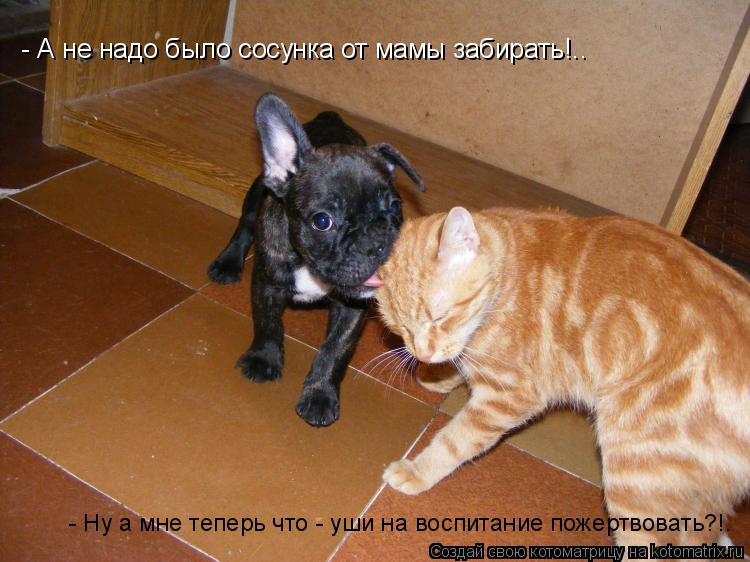 - А не надо было сосунка от мамы забирать!.. - Ну а мне теперь что - уши на воспитание пожертвовать?!... Котоматрица: - А не надо было сосунка от мамы забирать!.. - Ну а мне теперь что - уши на воспитание пожертвовать?!.