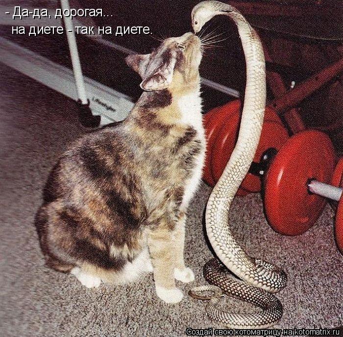 - Да-да, дорогая... на диете - так на диете.... Котоматрица: - Да-да, дорогая... на диете - так на диете.