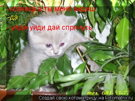 -хозяйка а ты меня видиш -да - уйди-уйди дай спрячусь... Котоматрица: -хозяйка а ты меня видиш -да - уйди-уйди дай спрячусь