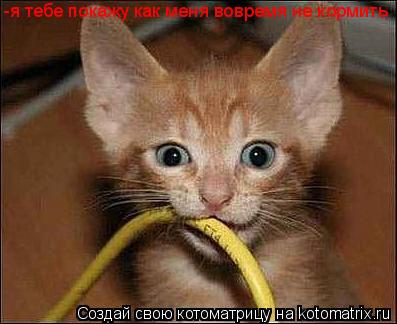 -я тебе покажу как меня вовремя не кормить... Котоматрица: -я тебе покажу как меня вовремя не кормить
