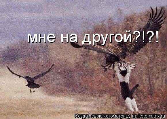 мне на другой?!?!... Котоматрица: мне на другой?!?!