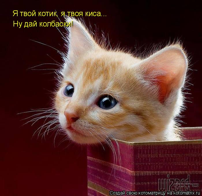 Я твой котик, я твоя киса... Ну дай колбаски!... Котоматрица: Я твой котик, я твоя киса... Ну дай колбаски!