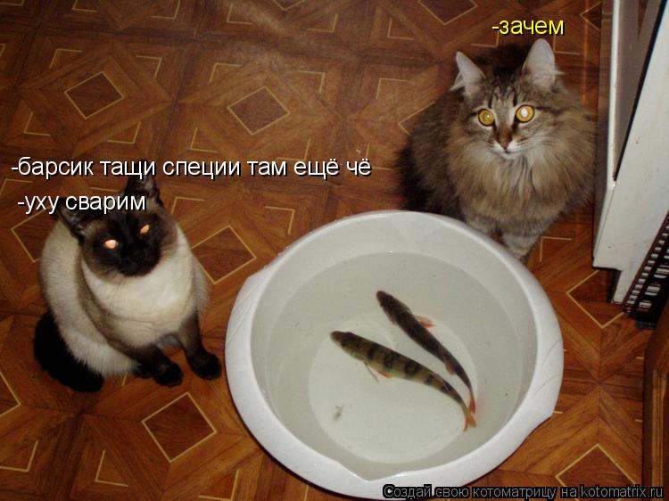 -барсик тащи специи там ещё чё -зачем -уху сварим... Котоматрица: -барсик тащи специи там ещё чё -зачем -уху сварим