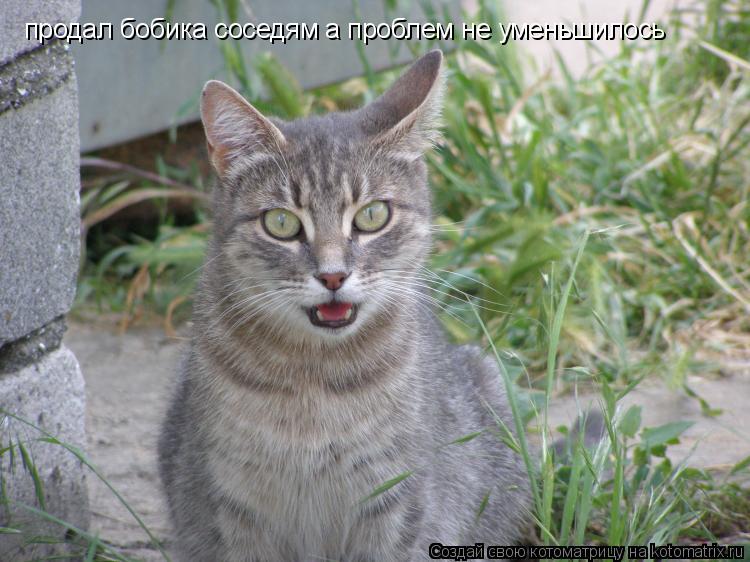 продал бобика соседям а проблем не уменьшилось... Котоматрица: продал бобика соседям а проблем не уменьшилось
