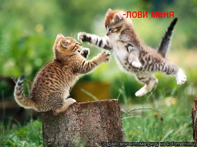 -лови меня... Котоматрица: -лови меня