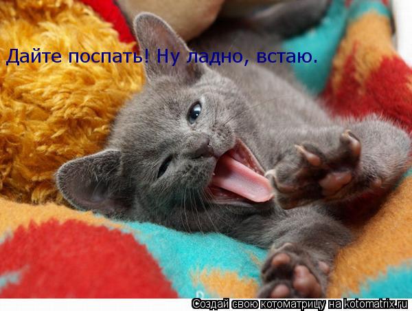 Дайте поспать! Ну ладно, встаю.... Котоматрица: Дайте поспать! Ну ладно, встаю.