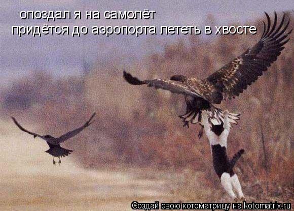 опоздал я на самолёт придётся до аэропорта лететь в хвосте... Котоматрица: опоздал я на самолёт придётся до аэропорта лететь в хвосте