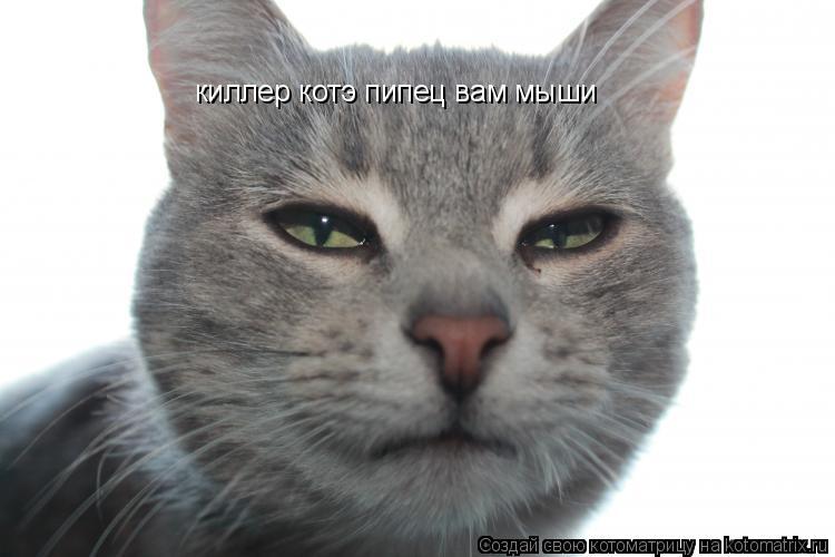 киллер котэ пипец вам мыши... Котоматрица: киллер котэ пипец вам мыши