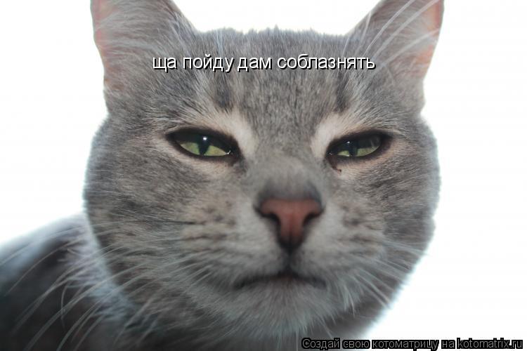 ща пойду дам соблазнять... Котоматрица: ща пойду дам соблазнять