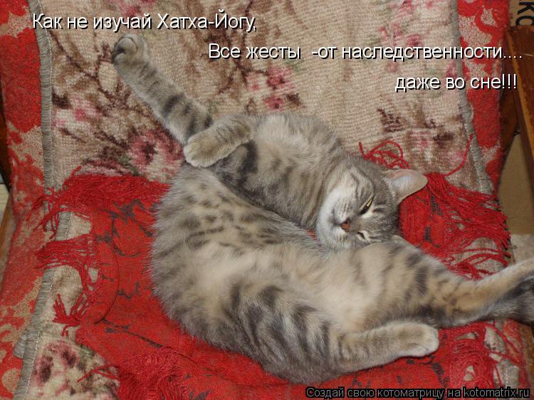 Как не изучай Хатха-Йогу, Все жесты -от наследственности.... даже во сне!!!... Котоматрица: Как не изучай Хатха-Йогу, Все жесты -от наследственности.... даже во сне!!!