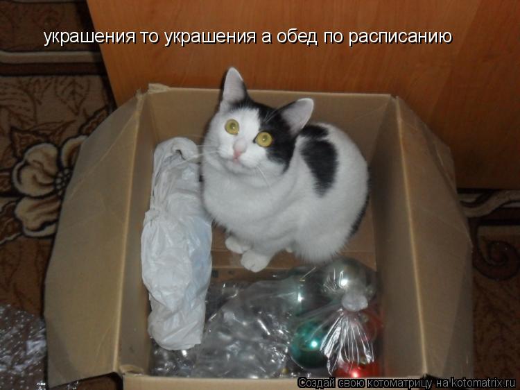 украшения то украшения а обед по расписанию... Котоматрица: украшения то украшения а обед по расписанию