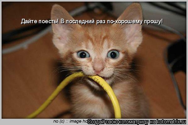 Дайте поесть! В последний раз по-хорошему прошу!... Котоматрица: Дайте поесть! В последний раз по-хорошему прошу!