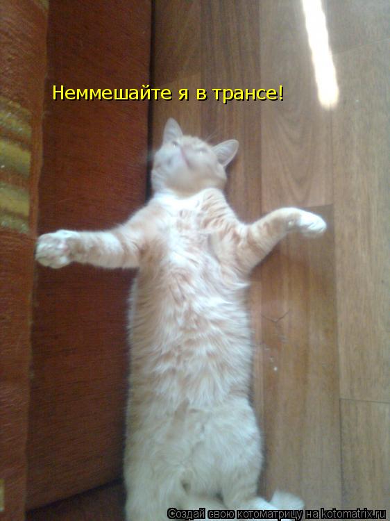 Неммешайте я в трансе!... Котоматрица: Неммешайте я в трансе!