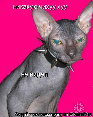 никакую чихуу хуу не видел... Котоматрица: никакую чихуу хуу не видел