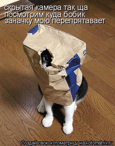 скрытая камера так ща посмотрим куда бобик заначку мою перепрятавает... Котоматрица: скрытая камера так ща посмотрим куда бобик заначку мою перепрятавает