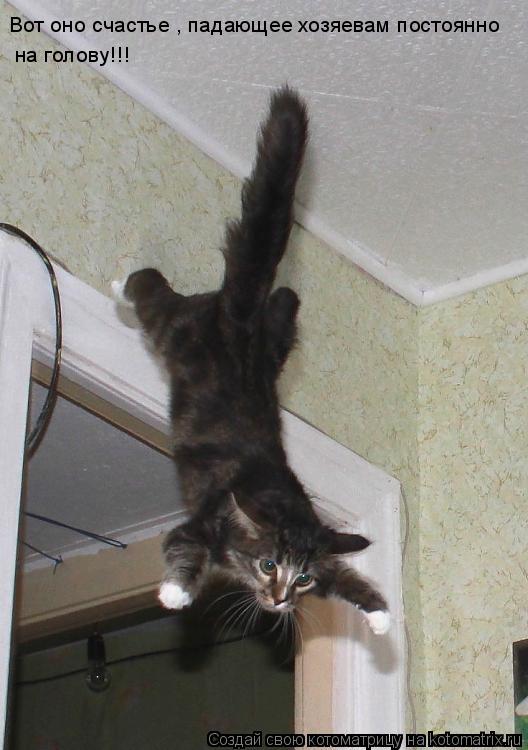 Вот оно счастье , падающее хозяевам постоянно на голову!!!... Котоматрица: Вот оно счастье , падающее хозяевам постоянно на голову!!!