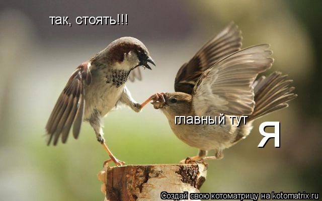 так, стоять!!! главный тут я... Котоматрица: так, стоять!!! главный тут я